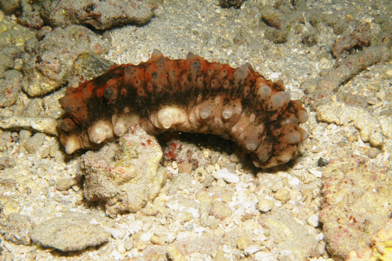  Stichopus monotuberculatus (Single-tuberculated Sea Cucumber)